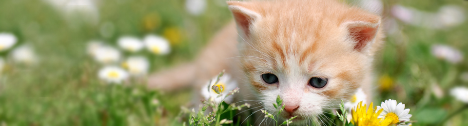 Veterinarians Saratoga Springs Utah | Saratoga Springs Animal Hospital Veterinarians Saratoga Springs Utah | Saratoga Springs Animal Hospital
